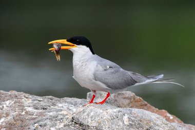 Kuş, Hint Nehri Terninde balık Sterna aurantia
