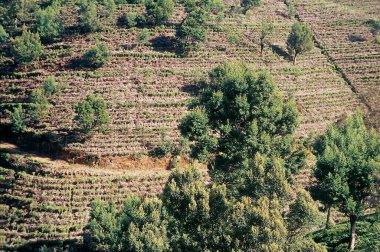 Yeşil yaz çayırı olan manzara, Sri Lanka 