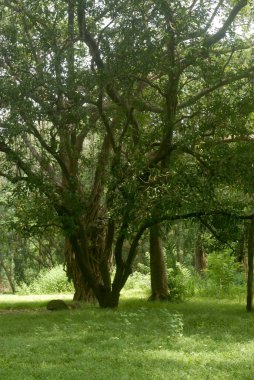 Scenic View of Trees in Dense Forest of very old trees and lush green grass at Sanjay Gandhi National Park, Borivali, Bombay Mumbai, India  clipart