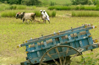 Pune, Maharashtra, Hindistan yakınlarındaki Ralegan Siddhi 'de öküzlerle tarla sürme 