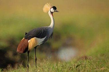 Masai Mara 'da taç giymiş Turna Kenya' da Vahşi Yaşam Sığınağı