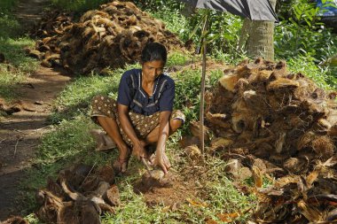 Hindistan cevizi kabuğunu hindistan cevizi kabuğundan çıkartan Kerala, Hindistan 