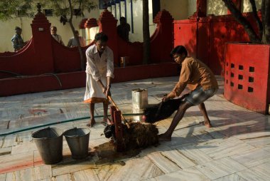 Rajrappa tapınağında keçi kurban etmek ve Maa Chhinna Mastika Tapınağı, Rajrappa, Jharkhand, Hindistan 