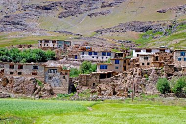 Tipik köy & pirinç tarlası; Ladakh; Jammu & Keşmir; Hindistan