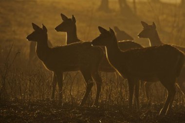 Ranthambhore Ulusal Parkı, Rajasthan, Hindistan, Asya 'da benekli geyik.