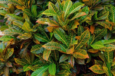 Bitkiler kroton, Hindistan, Asya 