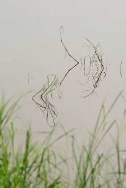 Dallar suda, Ghadoi 'de, Valsad' da, Gujarat 'ta, Hindistan' da, Asya 'da yansıyor. 