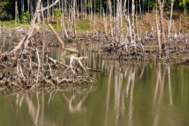 Mangrove, Redskin Islands, Andaman Nicobar Islands, Bay of Bengal, India October  clipart