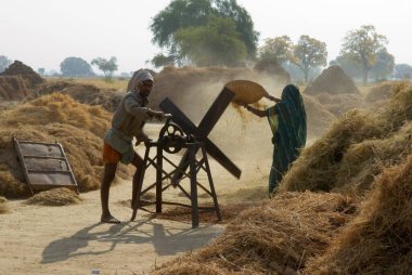 Hindistan, Uttar Pradesh 'te tahıl kıran kadın ve ekipman taşıyan adam. 