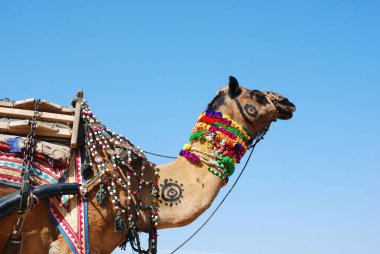 Madalyalı deve; Puşkar Fuarı; Rajasthan; Hindistan