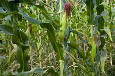 Mısır yetiştiriciliği Varun çiftliği, Usarli köyü, Panvel taluka, Maharashtra, Hindistan 