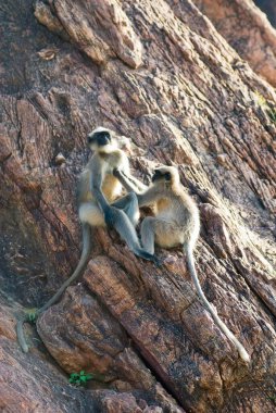 Kuzey kalesinin kayalıklarında bulunan Langurlar; Badami; Karnataka; Hindistan;