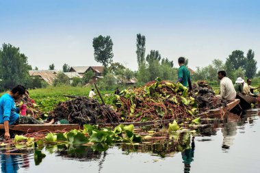 Dal Gölü 'nden, Srinagar' dan, Kaşmir 'den, Hindistan' dan, Asya 'dan nilüferlerin çıkarılması