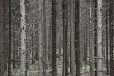 Yapraksız orman gövdeleri; İsveç