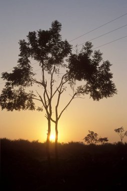 Yaz boyunca ağaçlarla birlikte tarlada gün doğumu 