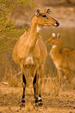 Female nilgai boselaphus tragocamelus, Ranthambore national park, Rajasthan, India  clipart