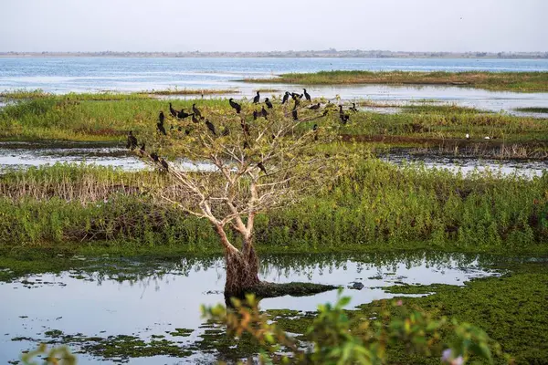 Karabatak kuşlar, Tadoba Vahşi Yaşam Sığınağı, Maharashtra, Hindistan, Asya 