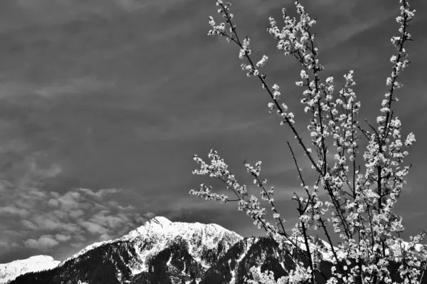 stock image Flowering tree, Himalaya Mountains, Pahalgam, Kashmir, Jammu and Kashmir, India, Asia