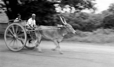Old man riding bullock cart , Coimbatore , Tamil Nadu , India clipart