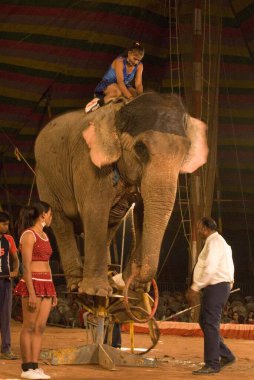 Sanatçılar Empire Circus, Bombay, Maharashtra, Hindistan 'da fillerle gösteri yapıyorlar.