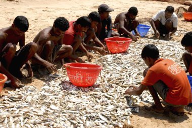 Kunkeshwar sahilinde balıkçıların balık sıralaması; Devgarh; Konkan; Maharashtra; Sindhudurg; Hindistan