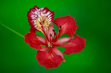 Gulmohar çiçeği, visakhapatnam, andhra pradesh, Hindistan, Asya