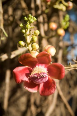 Cannonball tree English Kailaspati Hindi Latin name Couroupita guianensise native of Tropical America and West Indies, Bombay Mumbai, Maharashtra, India  clipart