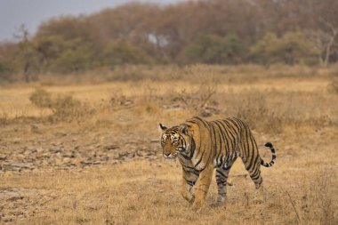 Bengal Kaplanı Ranthambhore Milli Parkı, Rajasthan, Hindistan, Asya