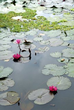 Göl manzarası; Chakma kabilesi; Arunachal Pradesh; Hindistan