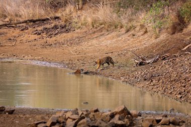 Kaplan, tadoba ve hari kaplan rezervi, chandrapur, Maharashtra, Hindistan, Asya 