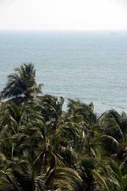 Hindistan cevizi palmiyeleri, velneshwar, maharashtra, Hindistan, Asya