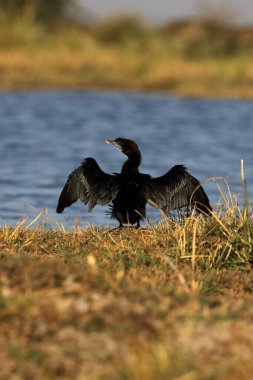 Küçük karabatak, thol, Gujarat, Hindistan, Asya