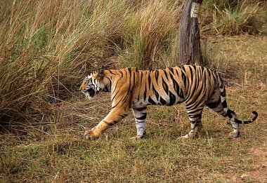Kaplan yürüyüşü (Panthera tigris), Bandhavgarh Ulusal Parkı, Madhya Pradesh, Hindistan 