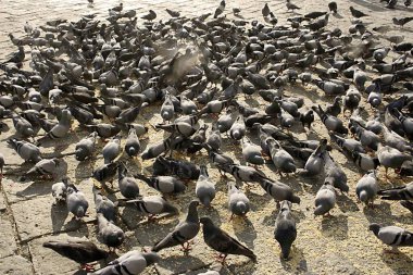 Pigeons eating seeds at The Gateway of India ; Bombay now Mumbai ; Maharashtra ; India