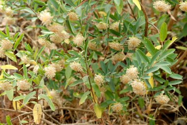 Hindistan, Maharashtra 'daki orman tepelerinde sık rastlanan kurumuş çiçekler. 