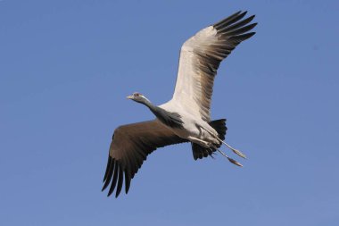 Birds, demoiselle crane grus virgo flying in sky, Khichan, Phalodi, Jodhpur, Rajasthan, India  clipart