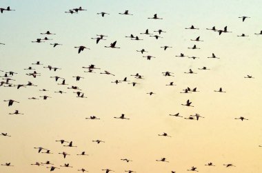 Flamingolar uçan Porbandar Gujrat Hindistan Asya 