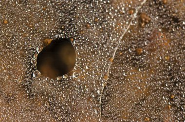 Satara Maharashtra Hindistan Asya ağındaki çiy damlaları 