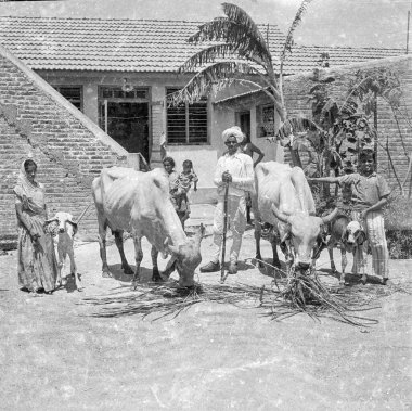 1900 'lü yılların klasik siyah beyaz Hindistan' da 1940 'lı yılların ineklerinin Hint aile erkeği çocuk resimleri.  