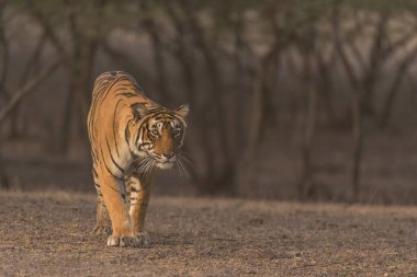 Bengal Kaplanı Ranthambhore Milli Parkı, Rajasthan, Hindistan, Asya