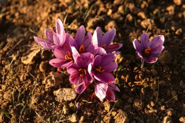 Safran çiçekleri, jammu & kaşmir, Hindistan 