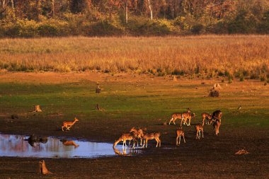 Chital deer, tadoba wildlife sanctuary, Maharashtra, India, Asia clipart