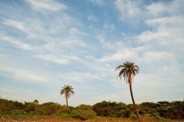 Palmiye ağaçları, Bhagal plajı, Valsad, Gujarat, Hindistan, Asya