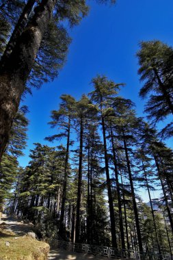 Deodar Ağaçları, Dhanolti (Uttranchal) Hindistan