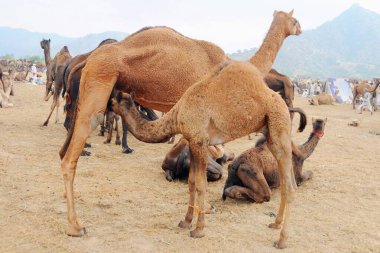 Rajasthan, Hindistan 'daki Rajasthan fuarında develer 