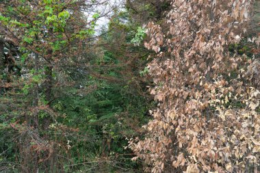 Kurumuş yapraklı ağaç, Sitla Konağı, Sheetla, Nainital, Kumaon, Uttarakhand, Hindistan, Asya