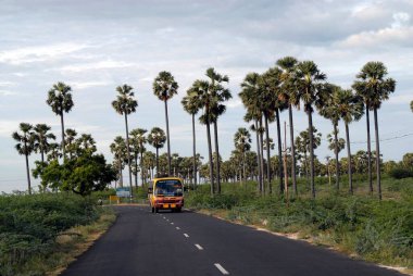Yol kenarındaki palmiye ağaçları otobüsle geçiyor, Tamil Nadu, Hindistan.