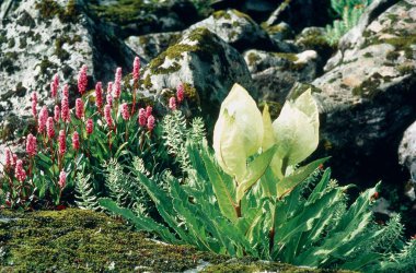 Brahma kamal Saussurea obvallata  clipart