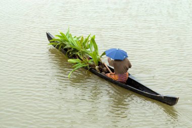 Hindistan cevizi fidelerini Mannarsala, Kerala, Hindistan yakınlarındaki küçük bir tekneyle taşıyın. 