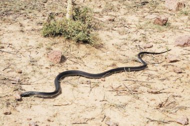 Sürüngen; siyah kobra; Jodhpur; Rajasthan; Hindistan